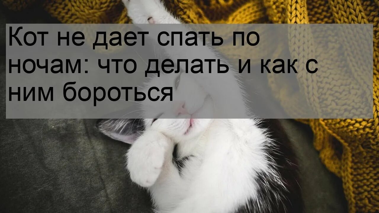 Кот не дает спать по ночам. Кот ночью не дает спать. Кот не даёт спать ночью что делать. Мешал спать ночью кот. Ветер не дает спать