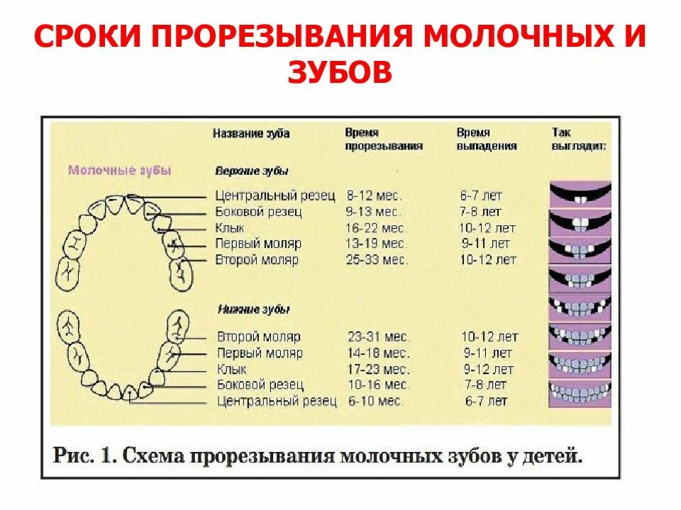 Коренные зубы в каком возрасте