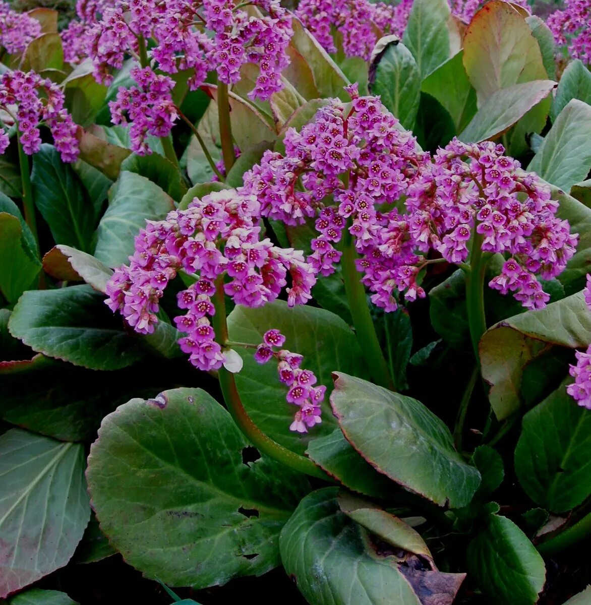 Бадан толстолистный. Бадан толстолистный Bergenia crassifolia. Бадан толстолистный (в. crassifolia). Бадан сердцелистный листья. Цветок бадан фото и описание