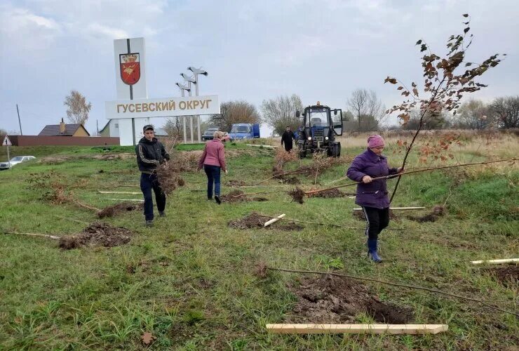 МБУ чистота Калининград. Сайт г сегодня