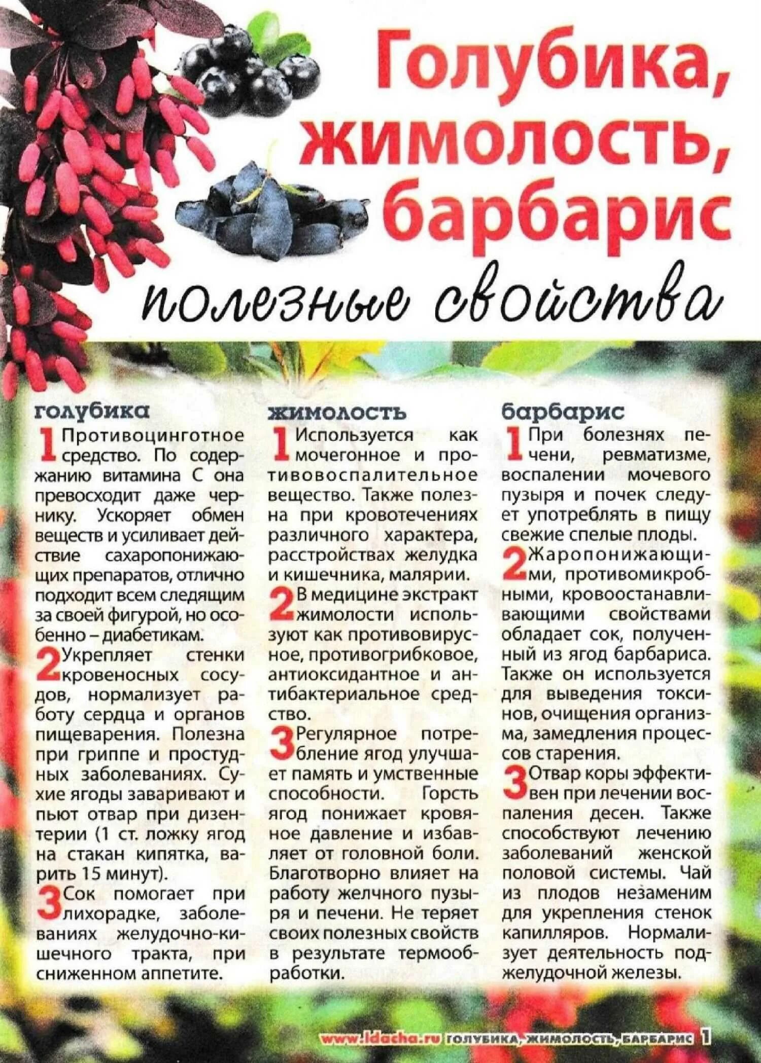 Ягода жимолость полезные. Лечебные свойства жимолости. Ягода жимолость полезные. Жимолость съедобная синеглазка. Жимолость куст описание.