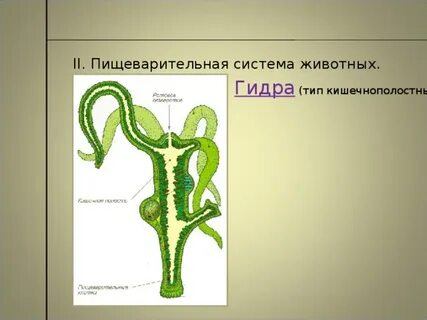 Систематические группы животных кишечнополостные органы пищеварения