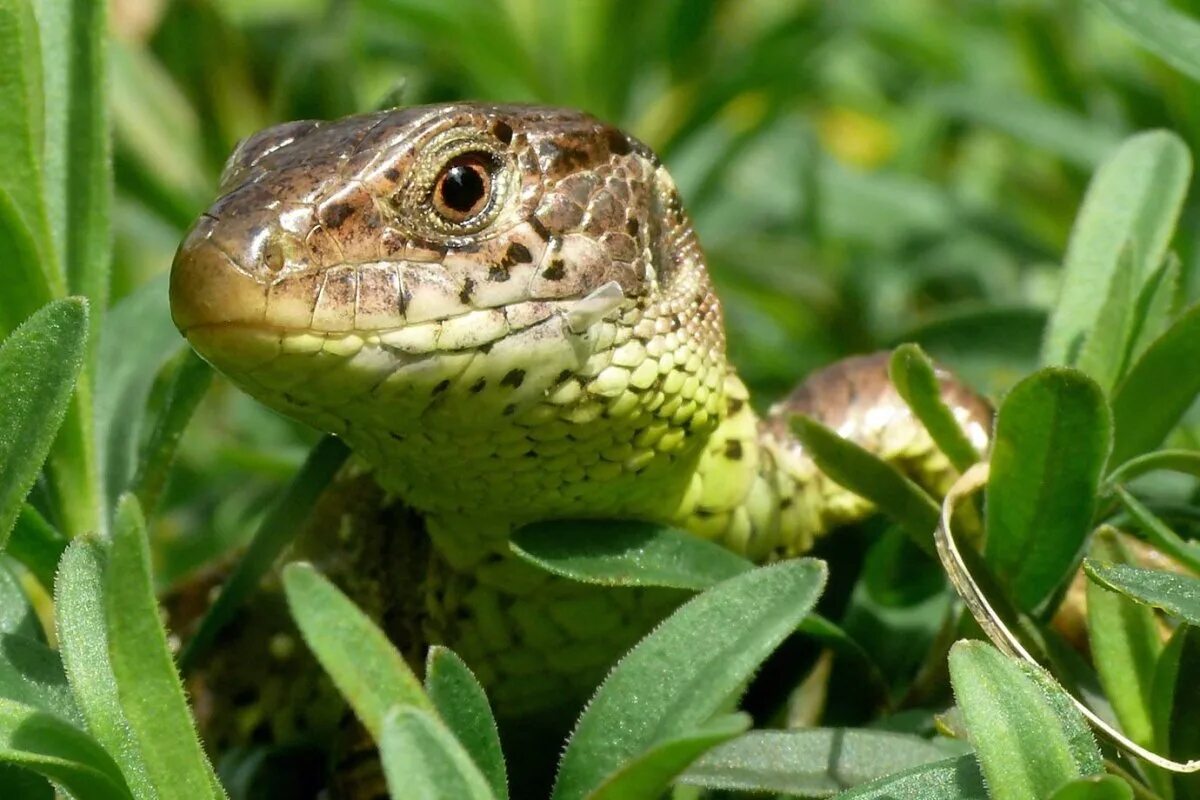 Ящерица обыкновенная прыткая. Ящерица прыткая (лат. Lacerta Agilis). Степная прыткая ящерица. Ящерица обыкновенная прыткая зеленая.