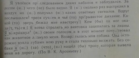 Я увлекся преследованием диких кабанов и заблудился