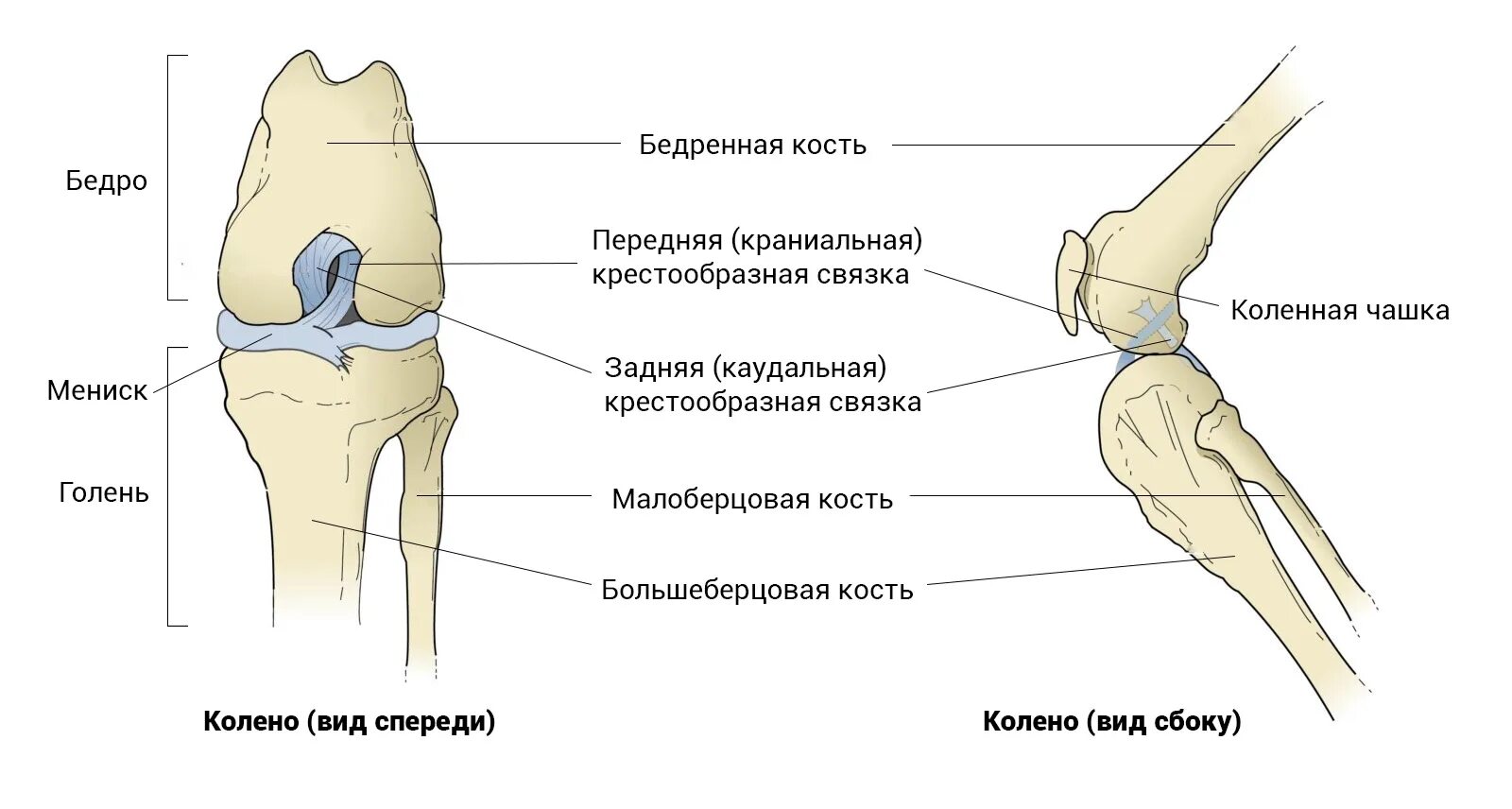 Анатомия коленного сустава собаки. Крестовидная связка коленного сустава у собак. Задняя крестообразная связка коленного сустава анатомия. Разрыв крестцовой связки у собаки.