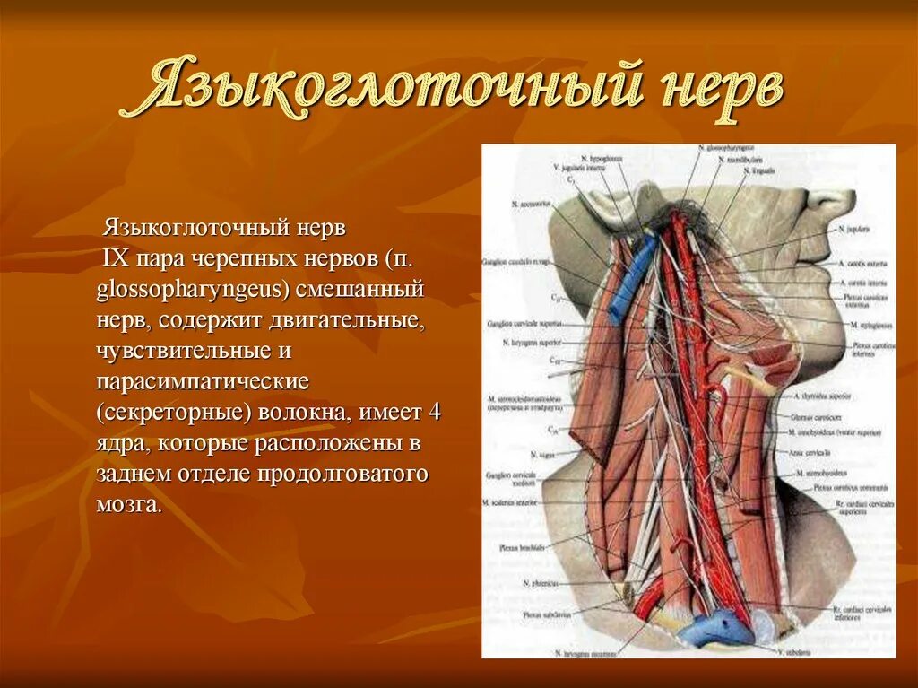 Языкоглоточный блуждающий нерв. 9 Пара ЧМН языкоглоточный нерв. N glossopharyngeus иннервирует. Языкоглоточный нерв 4 ядра. 9 Пара черепных нервов анатомия.