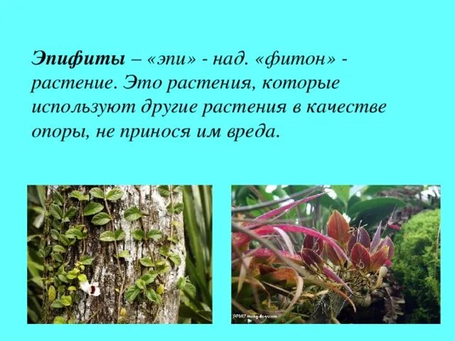 Образ жизни растений. Эпифиты водоросли. Растения Эпифиты характеристики. Гнездовые Эпифиты. Скобочные Эпифиты.