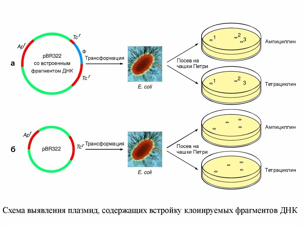 Исследователь трансформировал клетки бактерий плазмидой содержащей ген. Плазмида метод выявления. Плазмиды бактерий методы выявления. Методы выявления плазмид у бактерий. Клонирование ДНК схема.