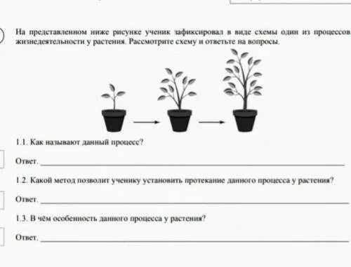 Процессы в листьях впр 6. Процесс жизнедеятельности растений впр. процессы жизнедеятельности растений 6 класс впр. процесс роста растений впр. процессы жизнедеятельности растений схема впр.