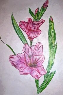 Рисунок гладиолусов