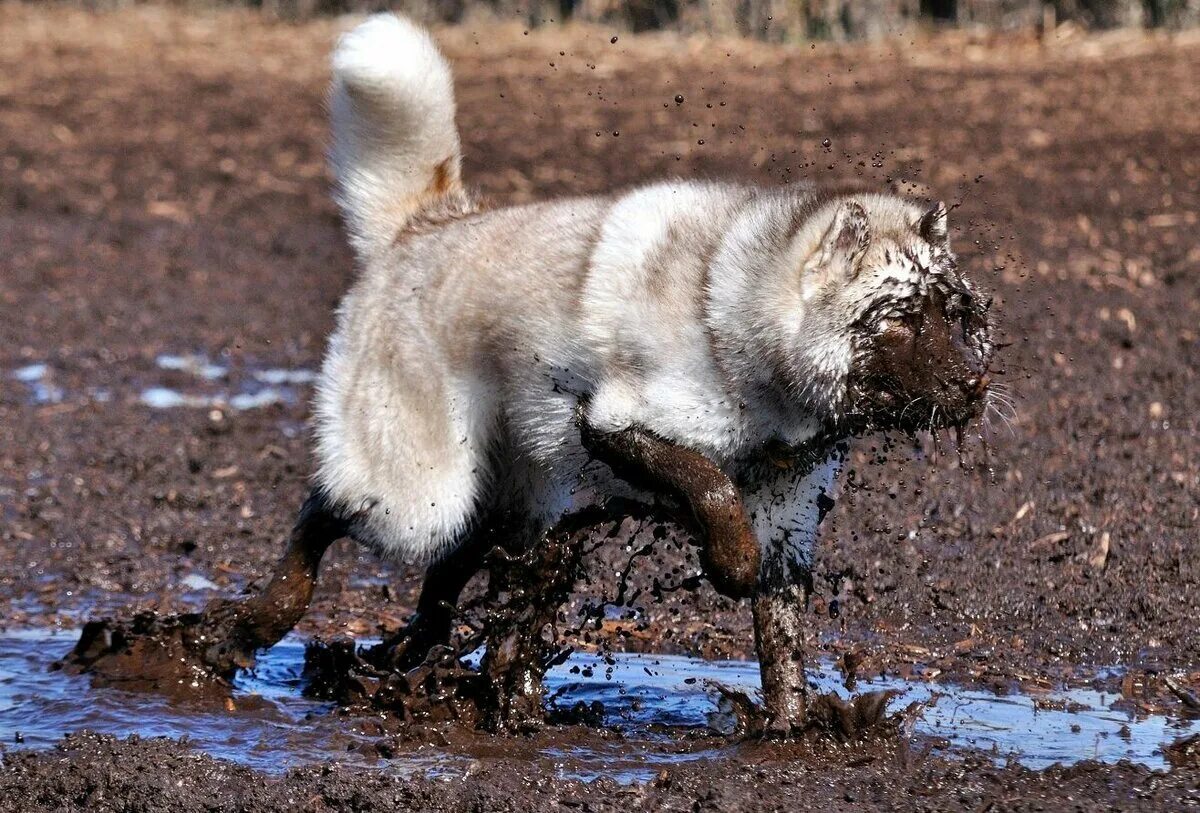 Животные в грязи