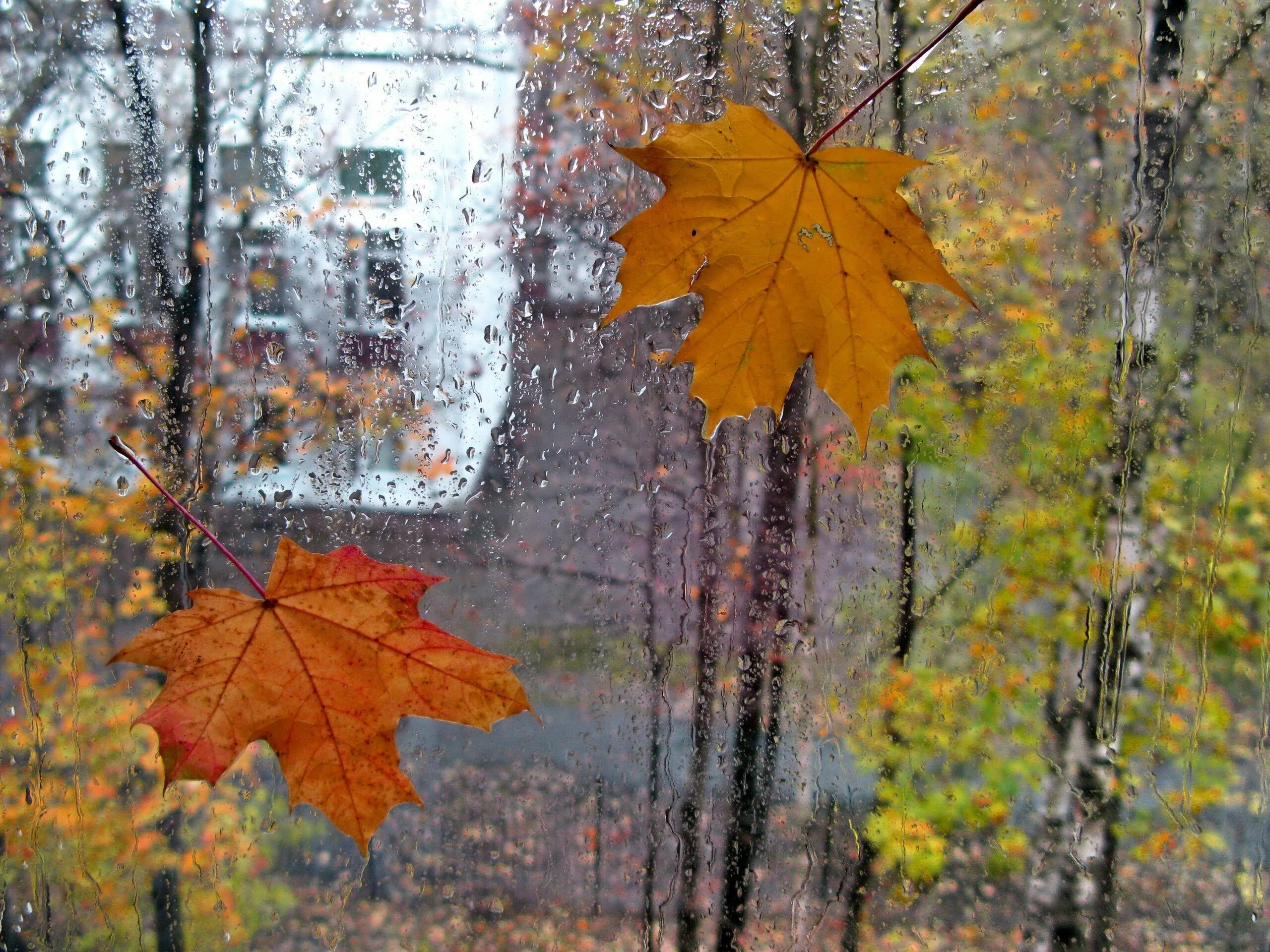 Текст сентябрь дождливый. Осенний дождь. Дождливая осень. Осень листопад дождь. Дождь осенью.