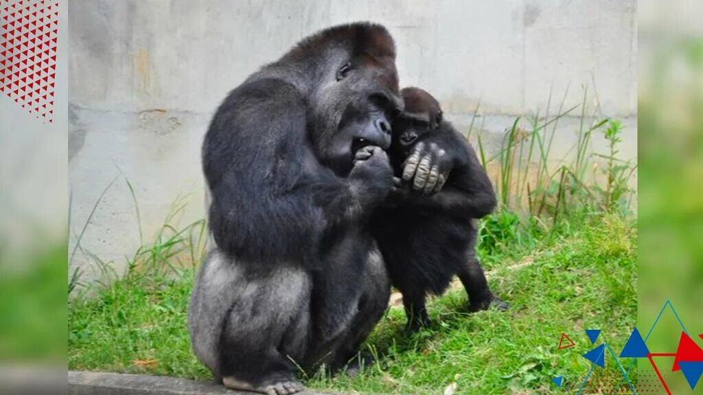 Самка павиана. Одна самка и два самца. Горилла, самка. Самки и самцы павлинов. Шимпанзе бонобо.