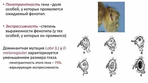 Пенетрантность гена