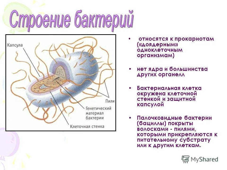 Бактерии доядерные организмы презентация 7 класс биология. Строение бактериальной клетки и из чего состоит. Строение бактерий 11 класс биология. Внутреннее строение бактерии. Из чего состоит бактерия.