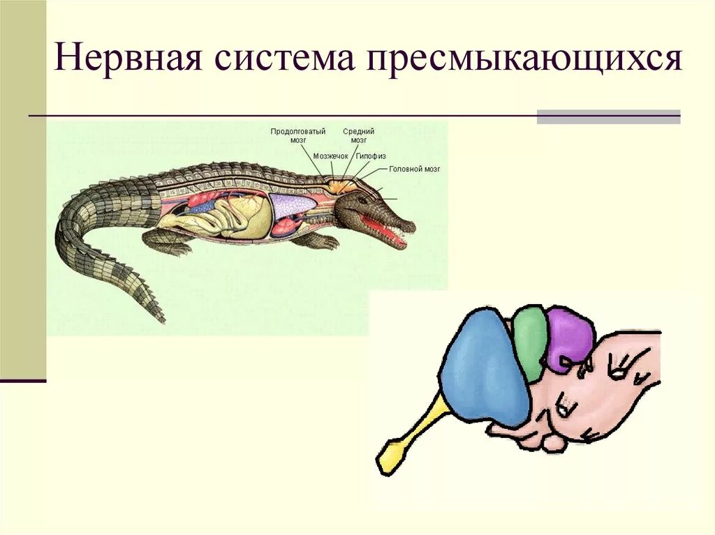 Головной мозг птиц отличается от земноводных