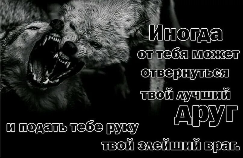 Друг страшнее врага. Оскал волка с Цитатами. Статусы про Волков. Волки крутые с Цитатами. Злые статусы в картинках.