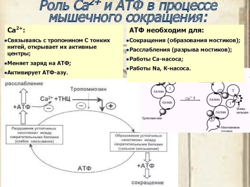 Роль ионов кальция в процессе мышечного сокращения. Механизм мышечного сокращения роль ионов кальция. Роль ионов кальция и АТФ В мышечном сокращении. Роль ионов кальция в реализации мышечного сокращения..