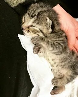 Кошка новорожденного
