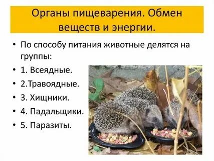 Сообщение на тему способы питания животных