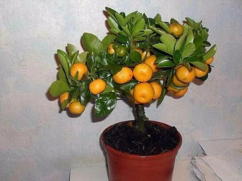 Мандарин уншиу дерево. Мандарин оранжевый "ковано-васе". Мандарины карликовый уншиу. Мандарин ковано васе. Мандарин ковано васе.