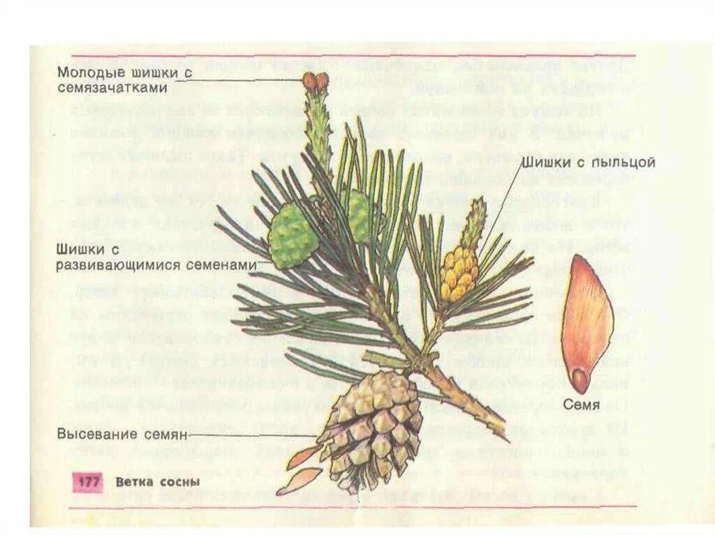 Строение хвои и шишек голосеменных. Строение шишки голосеменных растений рисунок. семена сосны обыкновенной строение. шишка сосны обыкновенной схема. голосеменные растения строение рисунок.