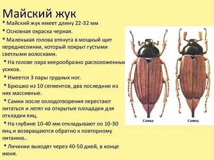 Майский жук покров тела