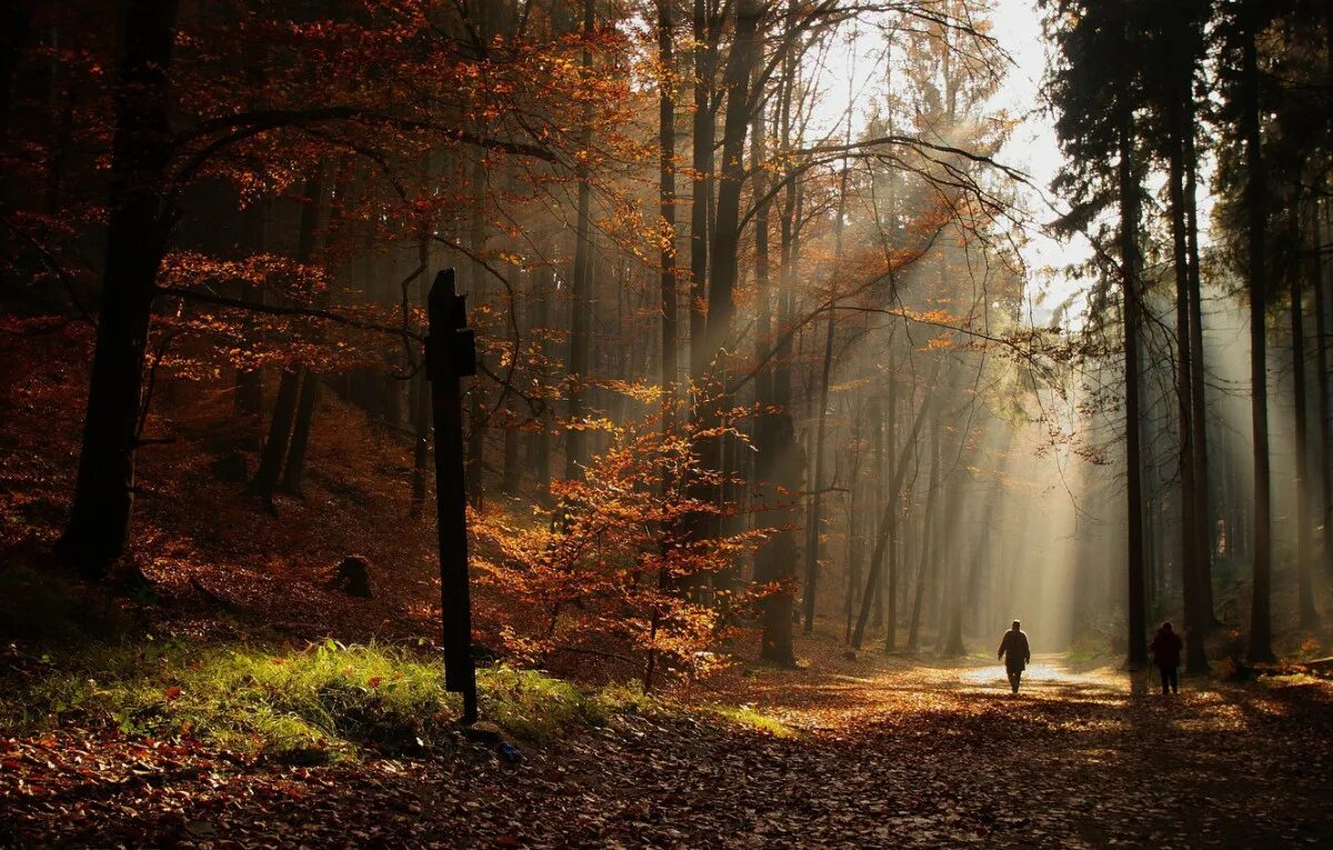 Осень одиночество. Странник в лесу. Одинокий лес. Одинокая прогулка в лесу.