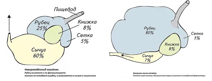 Желудок ягнят. Строение желудка новорождённого телёнка. Строение ЖКТ козы. Желудок козы строение. Пищеварительный тракт козы.