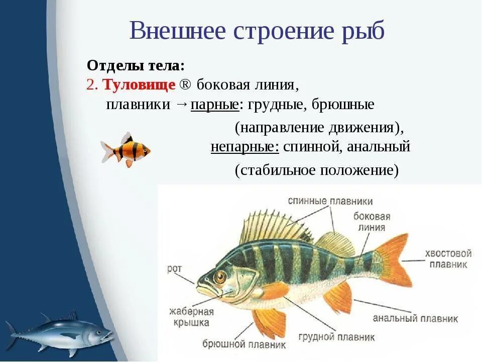 Урок класс рыбы 7 класс. Внешнее строение костных рыб 7 класс биология. Внешнее строение костных рыб рыбы 7 класс биология. Строение плавников рыб. Внешние строение плавника.