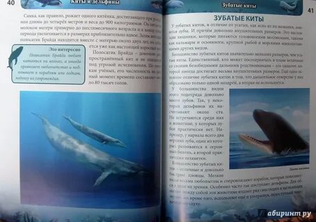 Книга киты дельфины