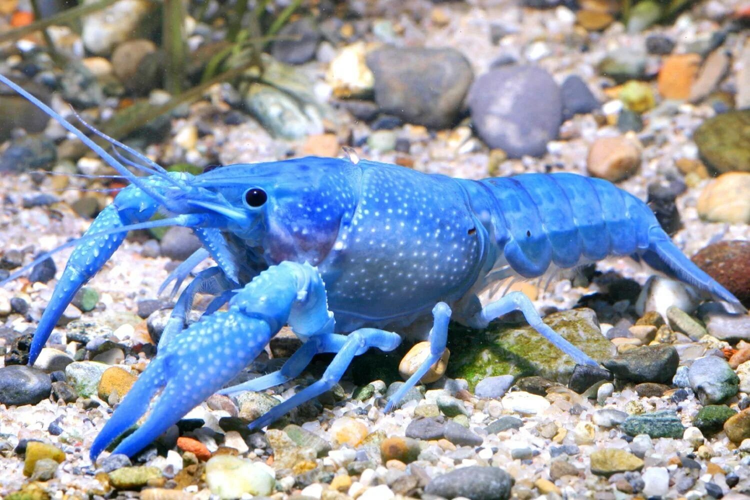 Аквариумный кубинский рачок. Почему рак синий. Почему рак синий. Ракообразные в волге. Голубая кровь в реальности.