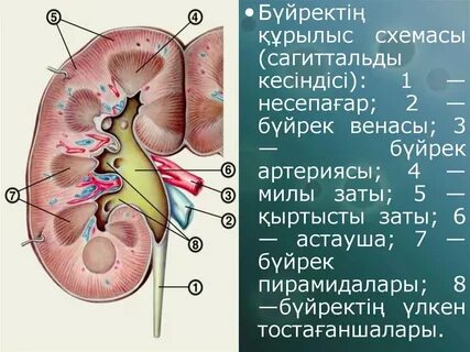 Почечный сегмент