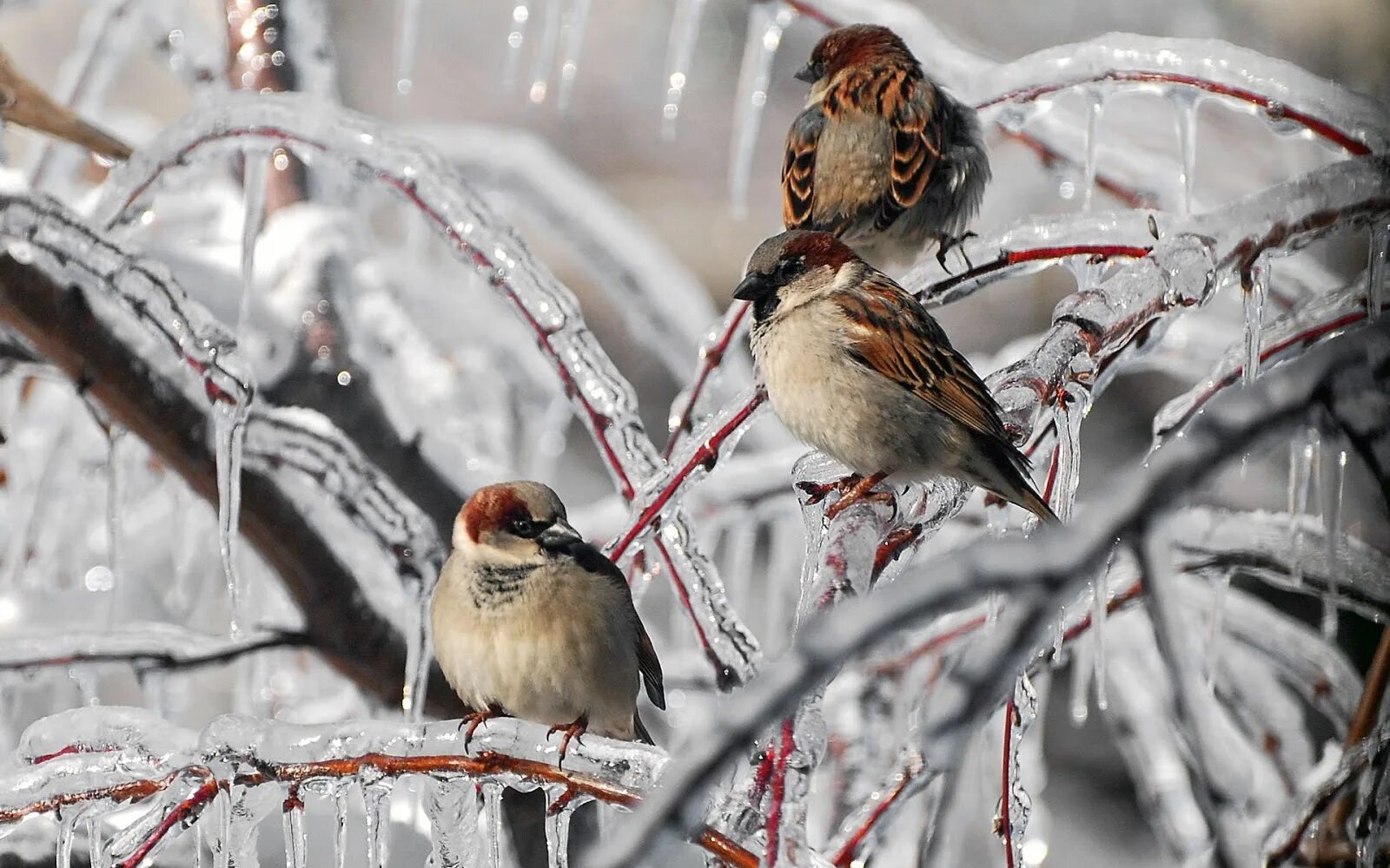 Cold bird. Зима птицы. Воробушки зимой. Птицы зимой. Птицы в зимнем лесу.