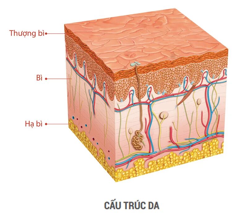3 skin layers. 3 skin layers