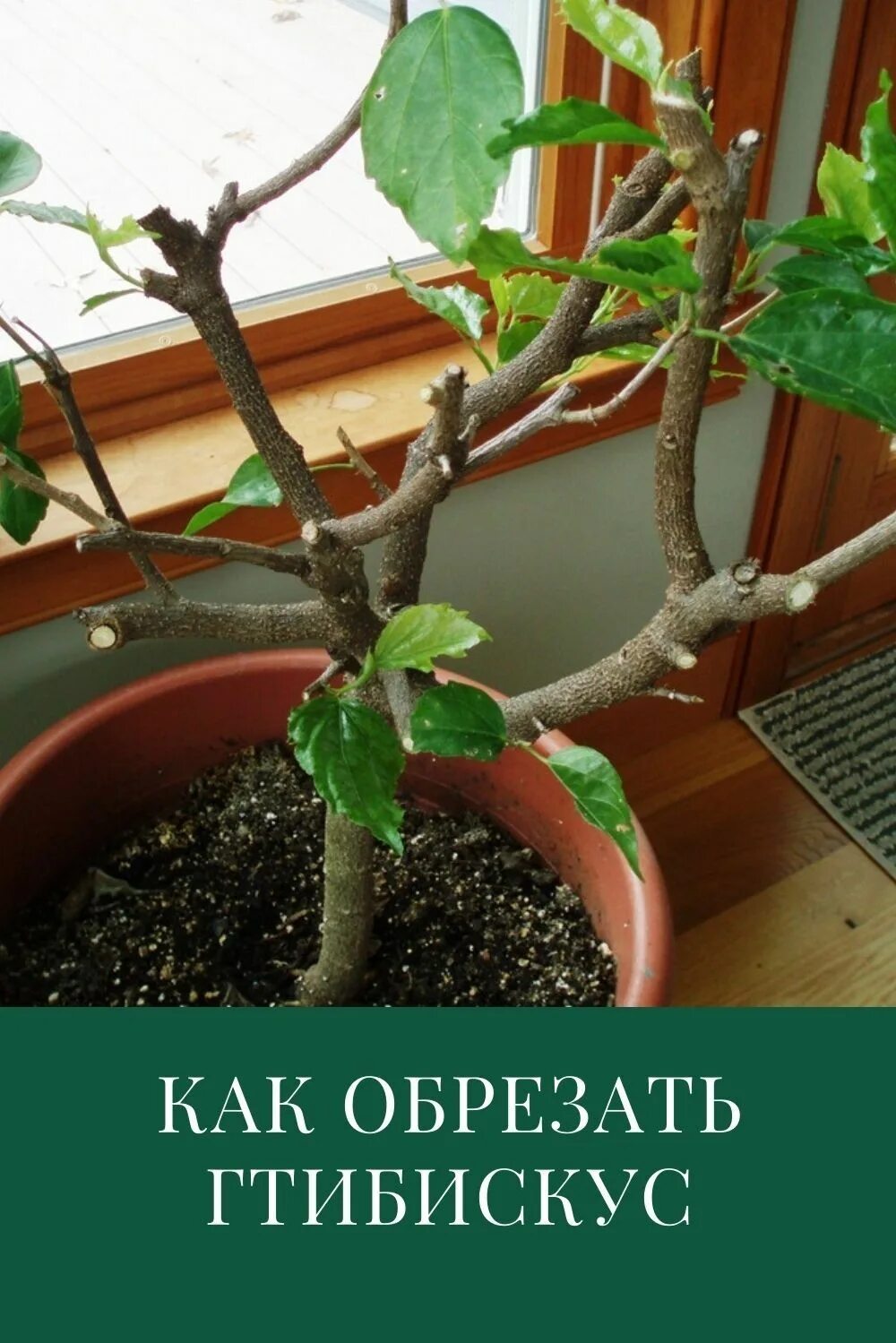 Корни гибискуса. Как правильно обрезать гибискус. Обрезка гибискуса комнатного. Обрезка китайской розы. Обрезать гибискус.