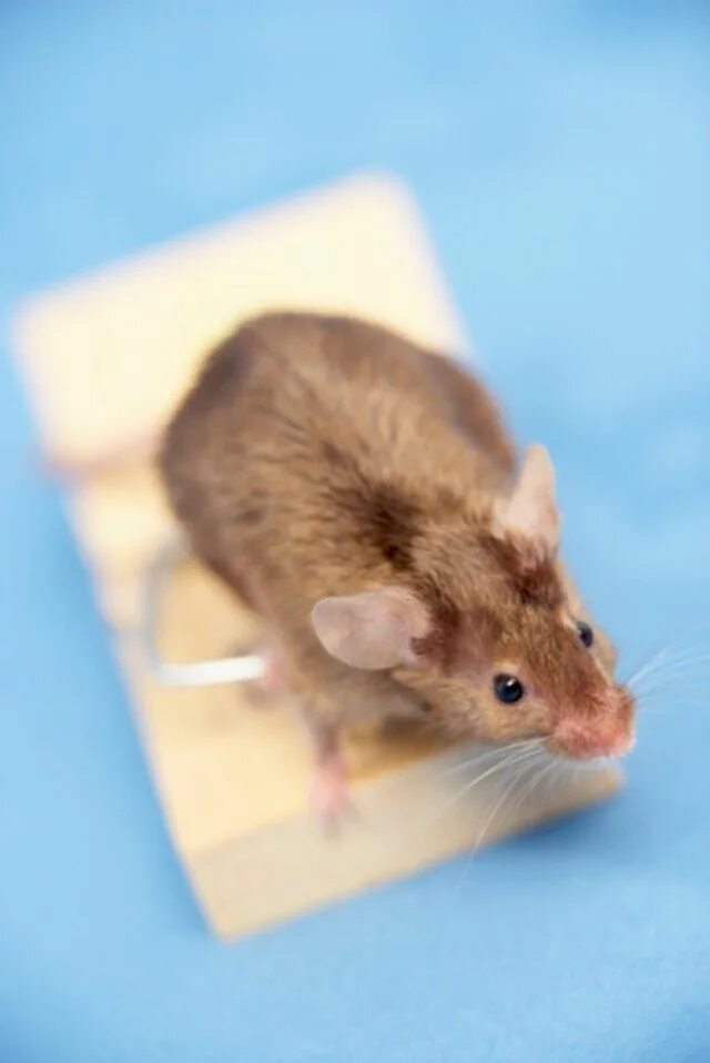 Видеть во живых мышей. Мышь. Мышка Живая. Мышка домашняя. Мышь обычная.