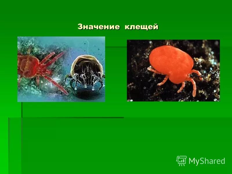 класс паукообразные клещи. таежный клещ обитает. значение клещей для человека. клещи роль в природе. таежный клещ характеристика.
