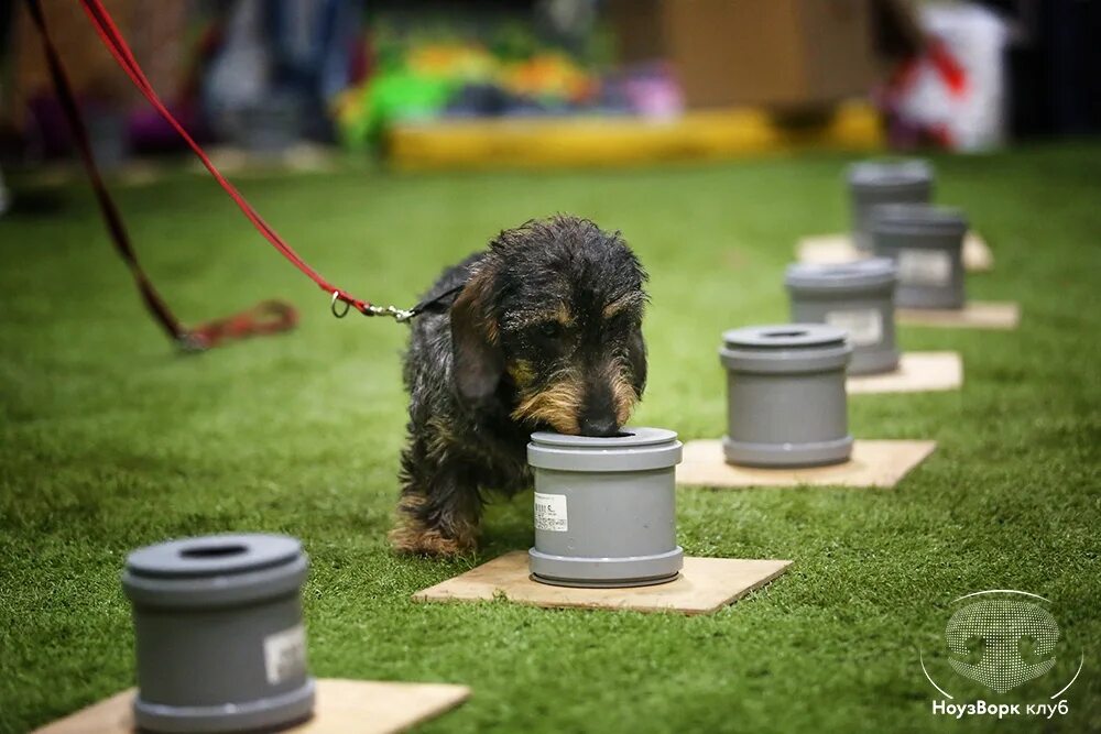 Ноузворк для собак. Ноузворк для собак. Ноузворк для собак что это. Ноузворк корги. Ноузворк для собак.