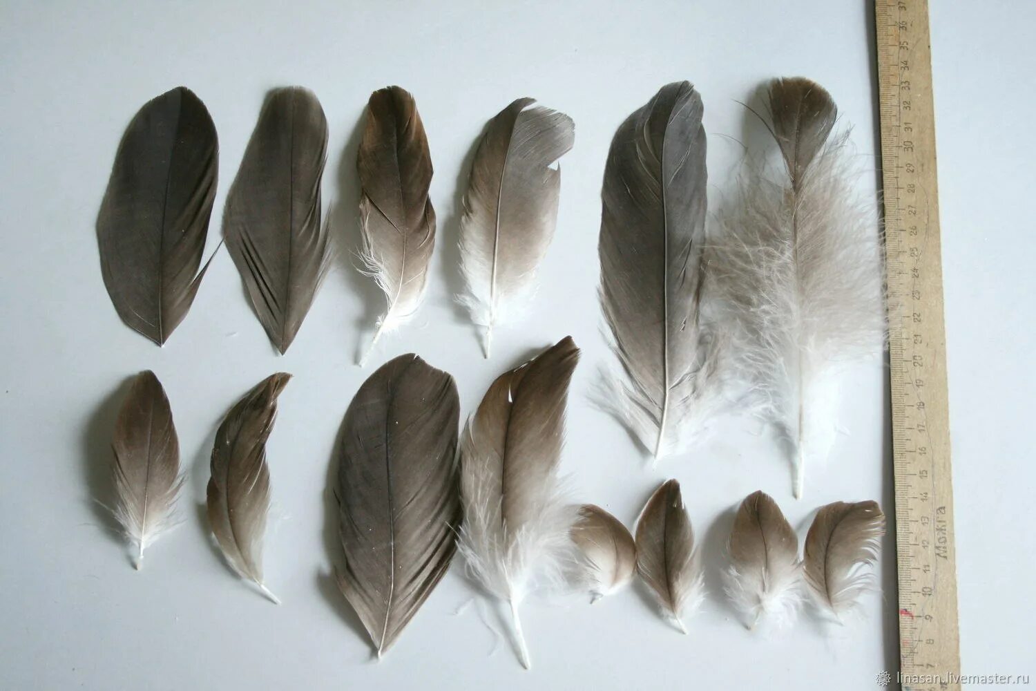 Перья птиц. Птичье перо. Набор перьев у птиц. Перо форма. Варианты перьев птиц