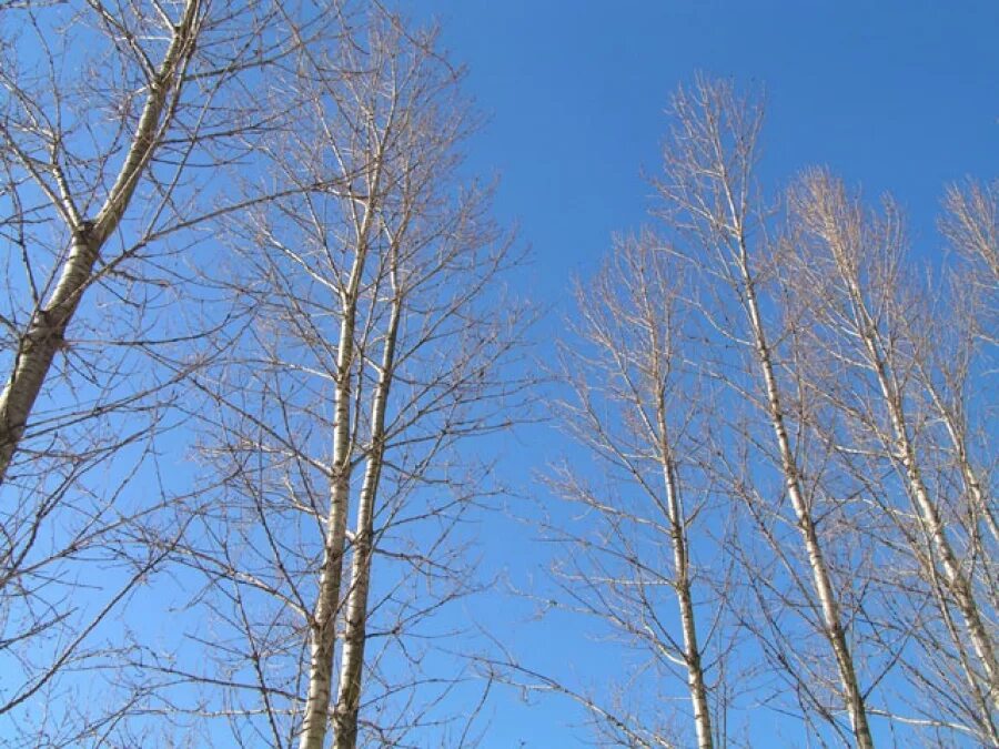 Как отличить тополь. Тополь дрожащий (Populus tremia). Камчатка ольха Чозения тополя. Осина дерево. Осина зимой.