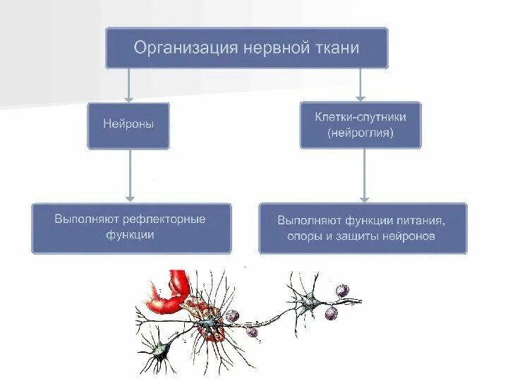Нервная ткань нейроны функции. Нервная ткань нейроны функции