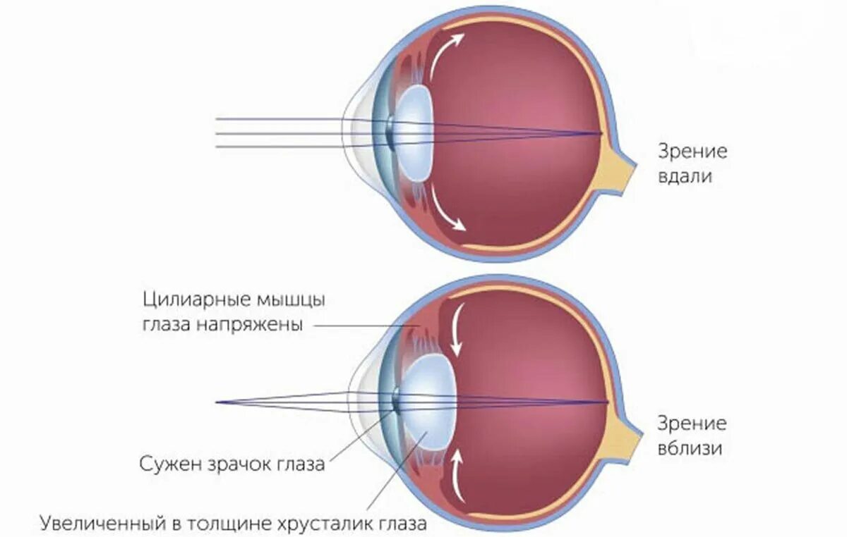 С его точки зрения модель. Схема аккомодации хрусталика. аккомодация. острота зрения.. строение глаза аккомодация. структуры обеспечивающие аккомодацию глаза.