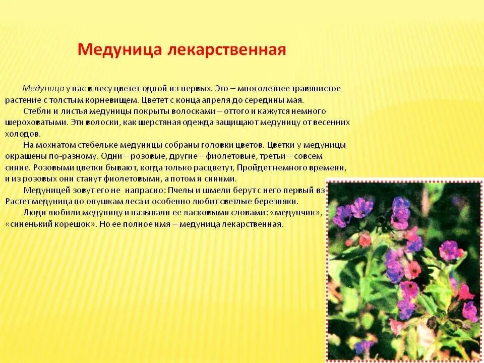 Описать лекарственную форму. Медуница лечебное растение. Целебные свойства медуницы. Лечебные свойства растении медуницы. Что в медунице лечебно.