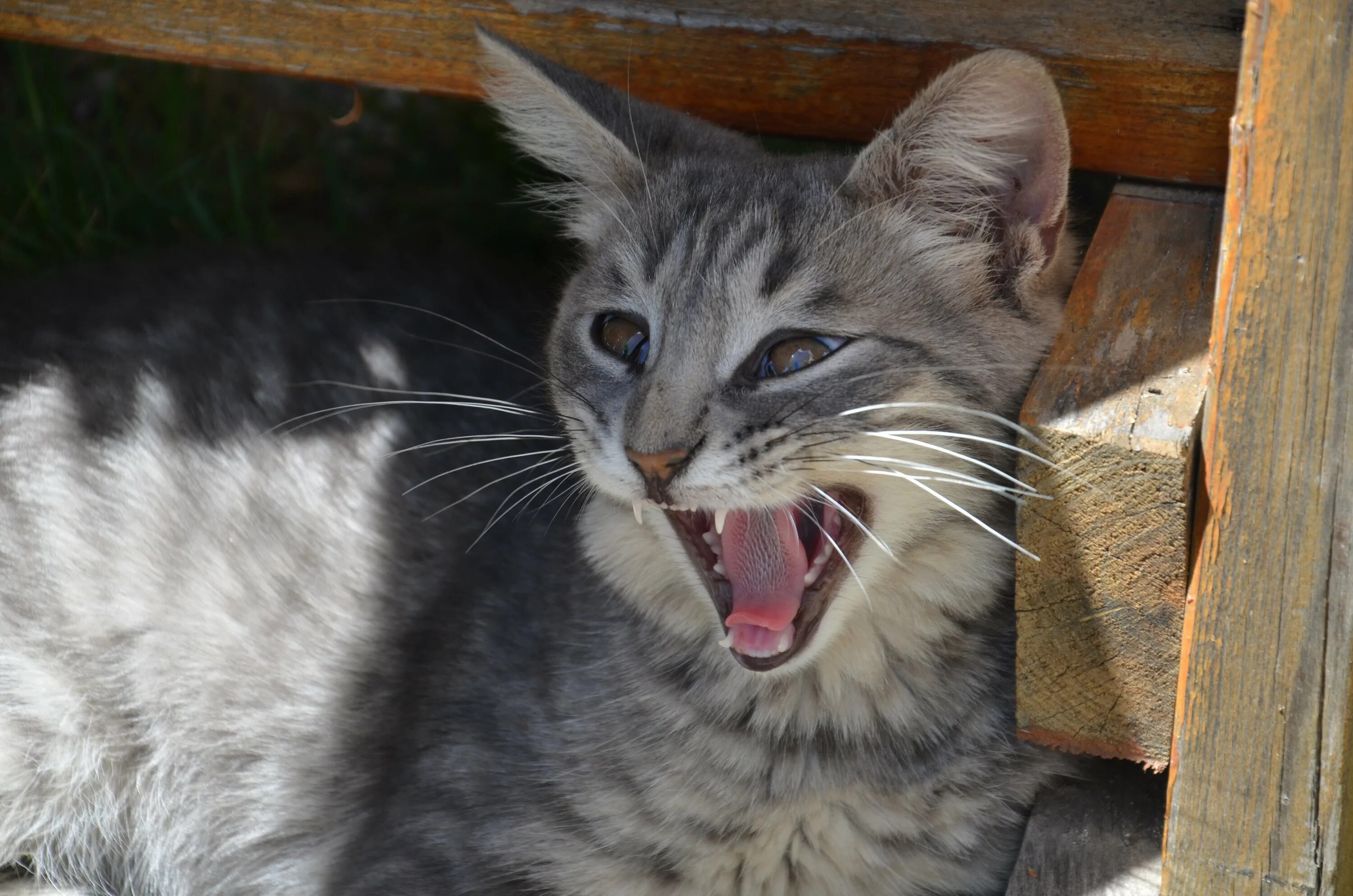 Котята крысоловы