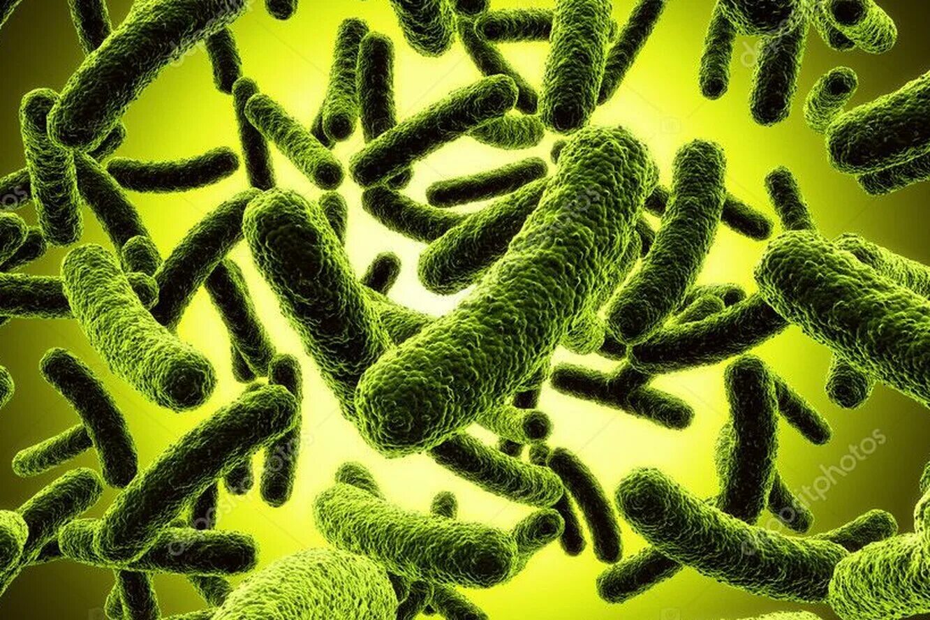 Перерабатывающие бактерии. Зеленые бактерии. Микроорганизмы вредители. Болезнетворные микроорганизмы в почве. Кишечные бактерии.
