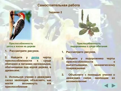 Дятел приспособленность к среде обитания таблица