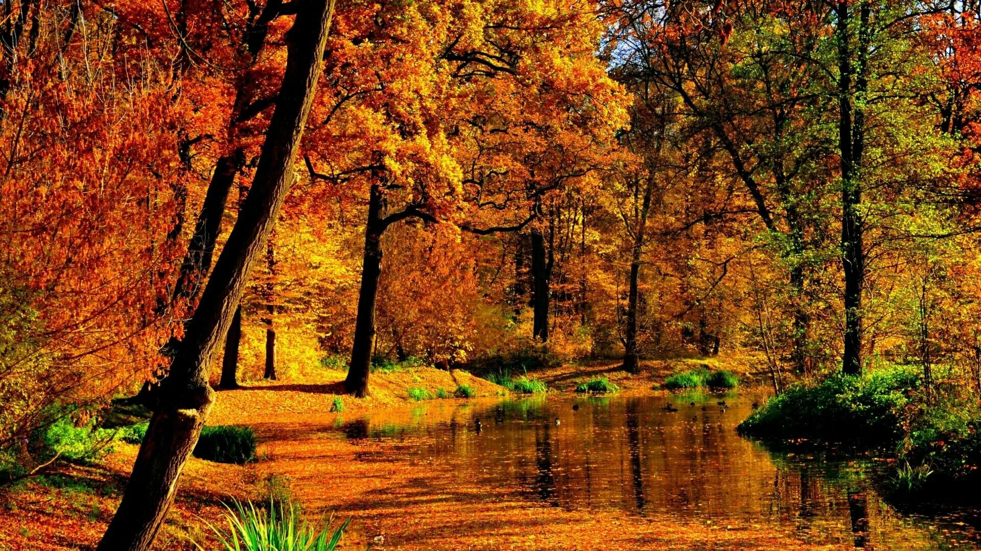 Осенний пейзаж. Природа осень. Осенний лес. Красивая осень.