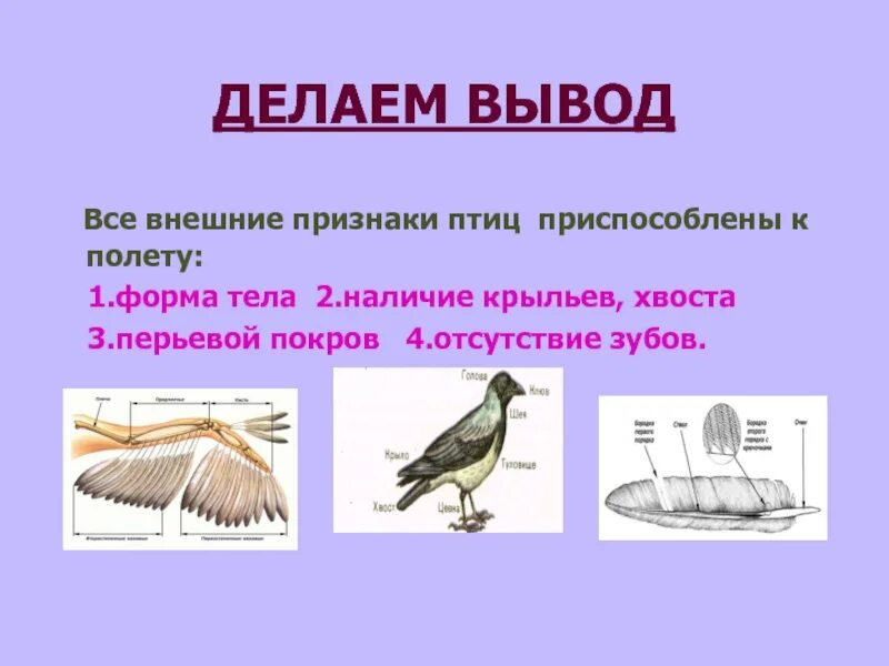 Приведите примеры птиц. Признаки птиц. Признаки класса птиц. Внешние признаки птиц. Признаки внешнего строения птиц.