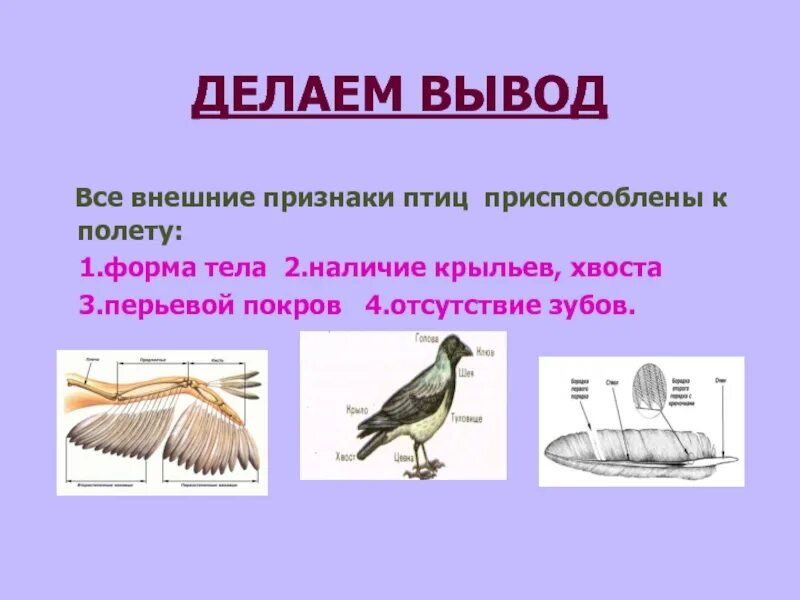 Приведите три примера птиц Назовите оседлых птиц